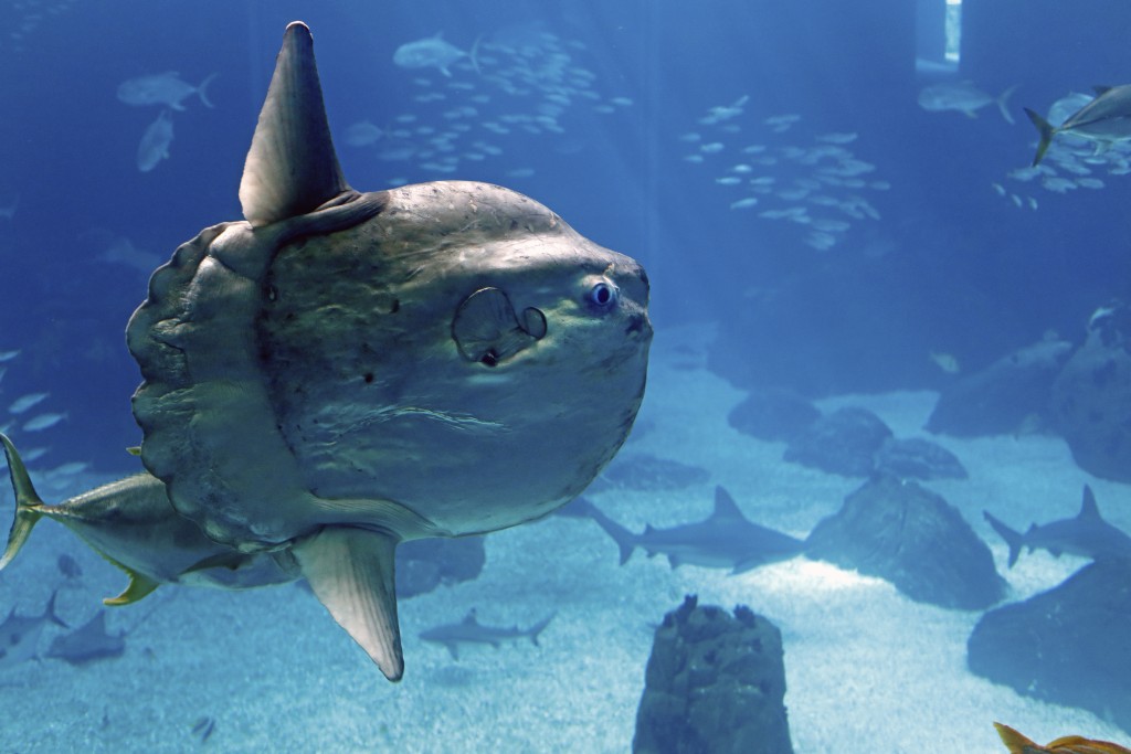 Ocean sunfish (Mola mola)