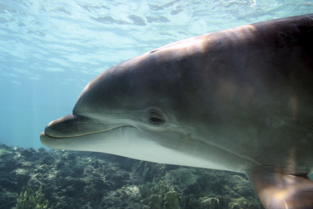 Bottle Nosed Dolphin - iStock_000000859061_Medium