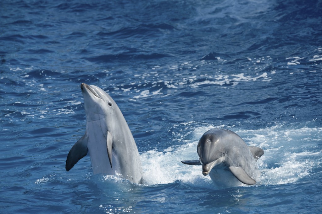 Dolphin - iStock_000055958810_Large