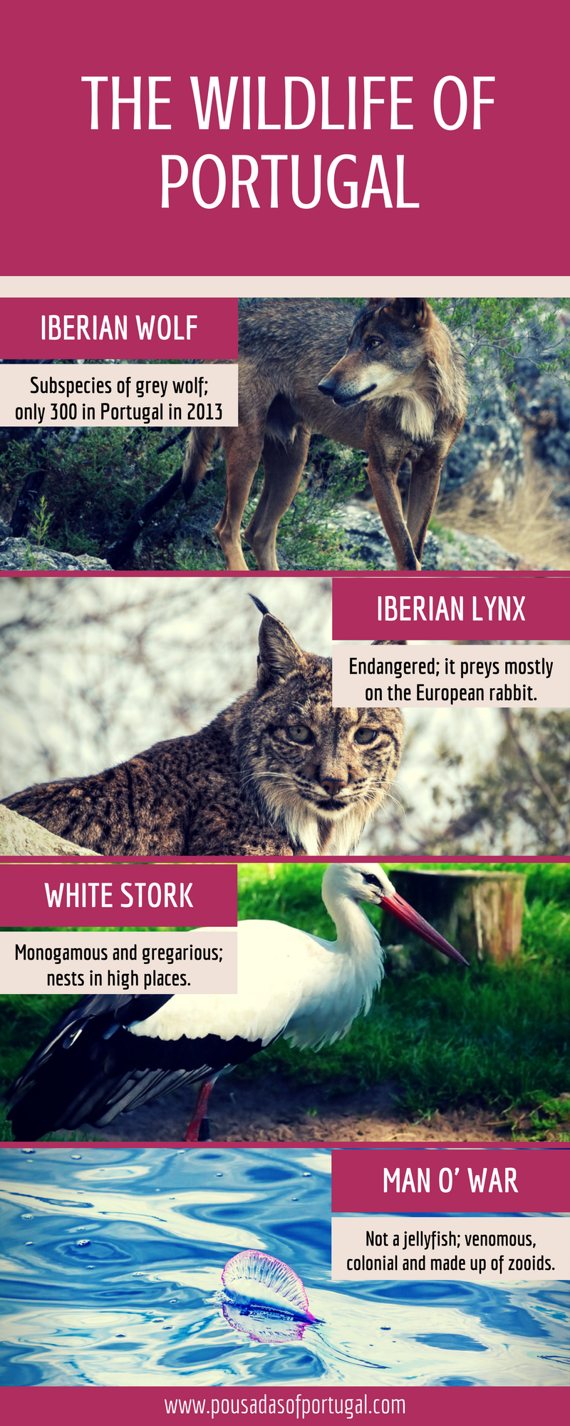 The Wildlife of Portugal (Infographic)