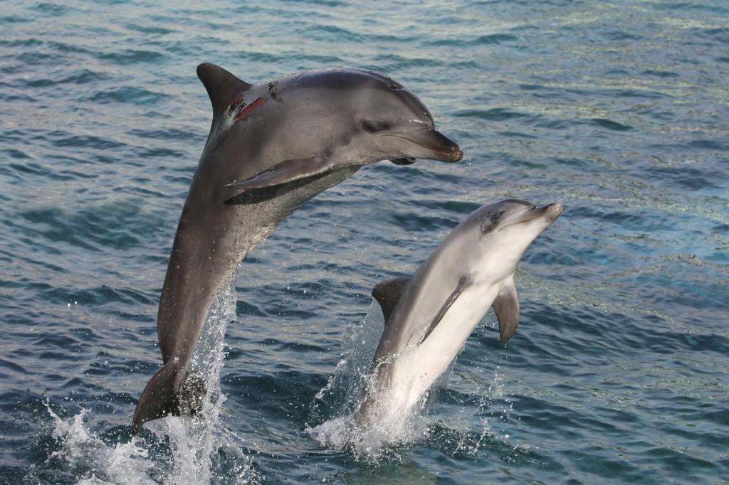 Jumping Dolphins