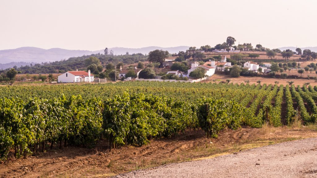 Landscape with vineyards around Estremoz, Evora distric, Portugal