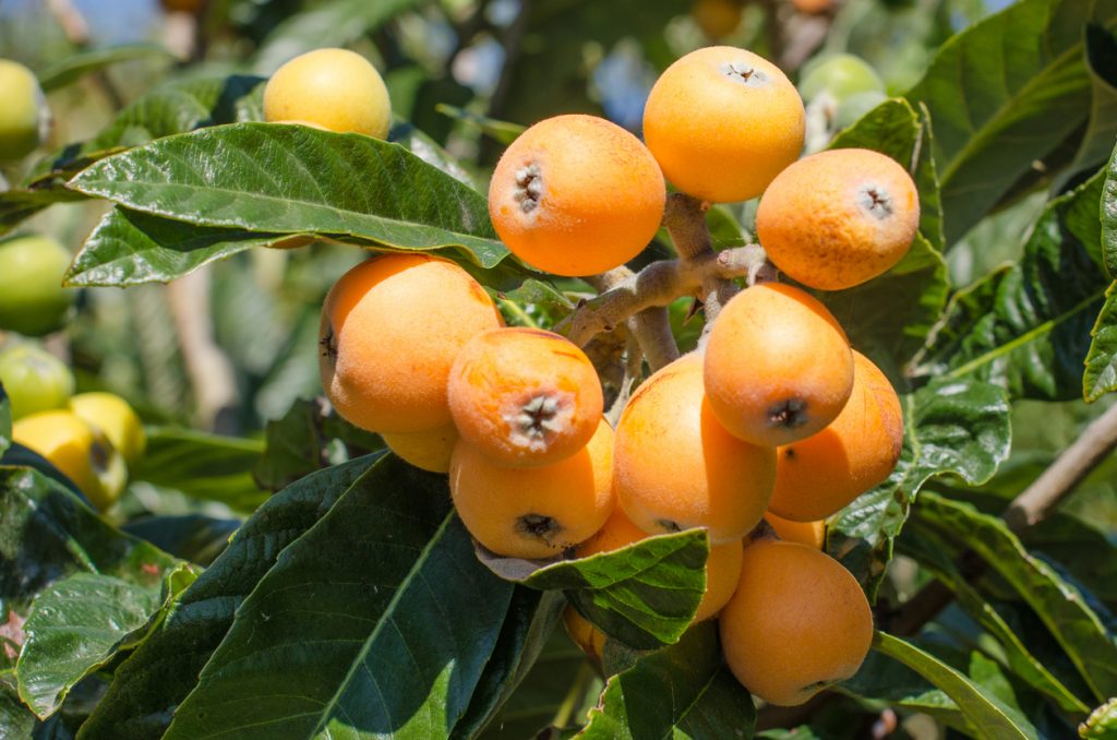 Bunch of ripe loquats in the tree.